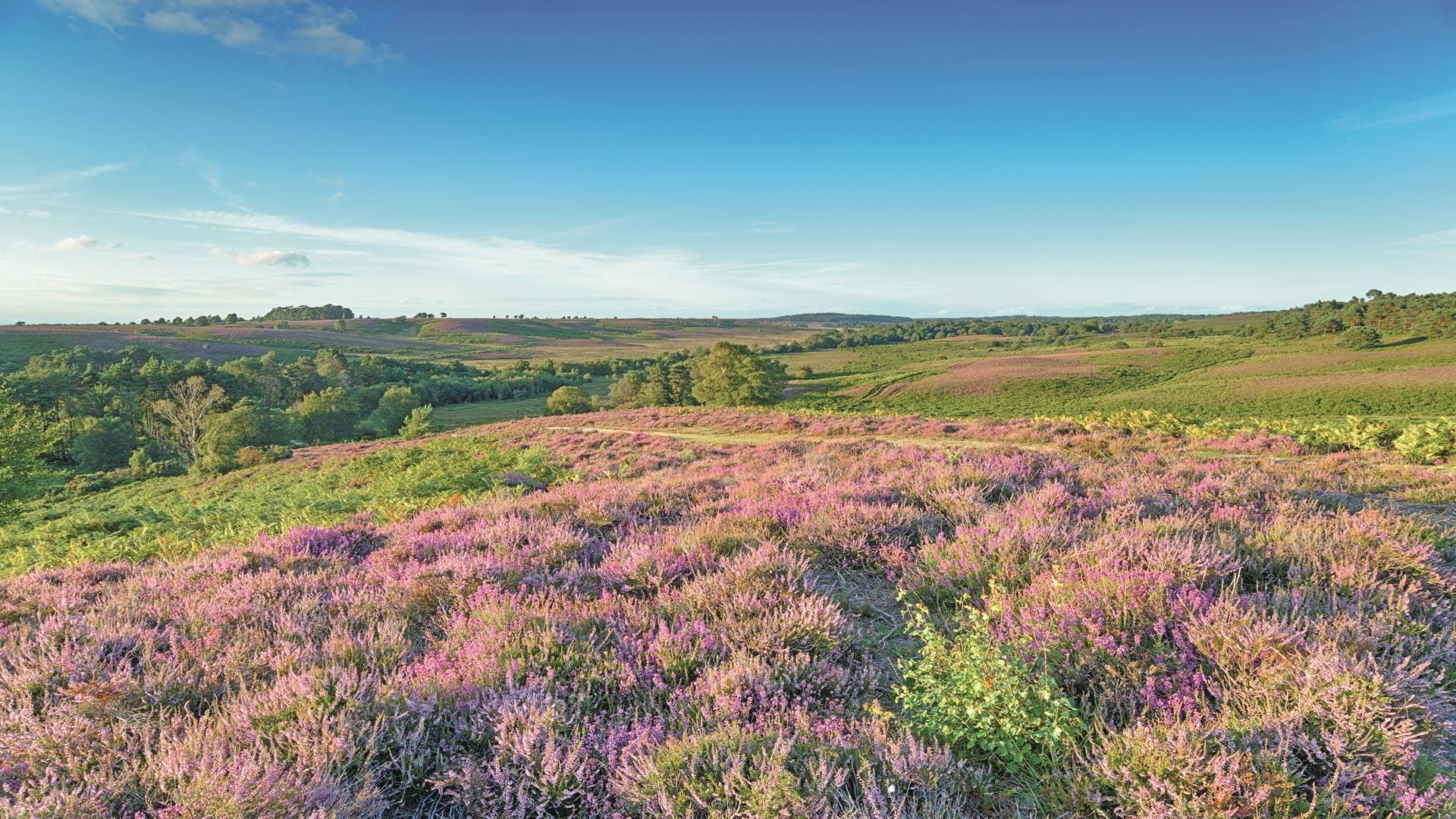 Bournemouth and the best of Dorset coach holiday 2025 New Forest